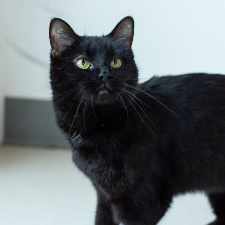 Enlarge Egret, a Adoptable Domestic Short Hair in Warwick, RI image 5/6