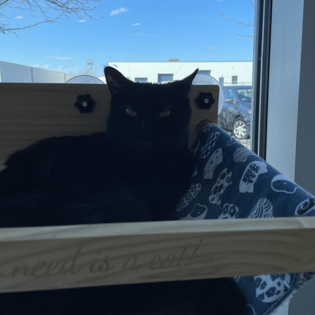 Enlarge Egret, a Adoptable Domestic Short Hair in Warwick, RI image 6/6