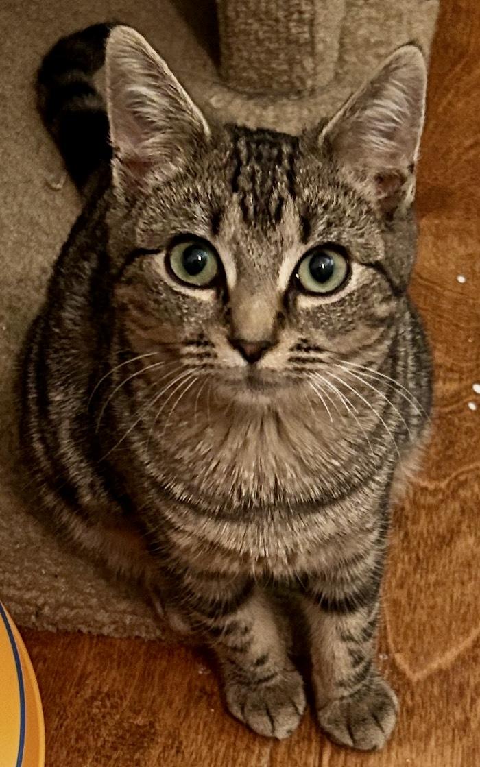 Halo, Adoptable, Kitten Female Tabby & Domestic Short Hair.