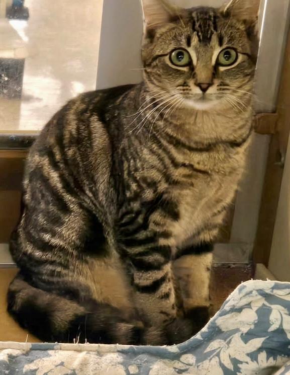 Enlarge Halo, an adopted mixed breed in Red Bank, NJ image 2/2