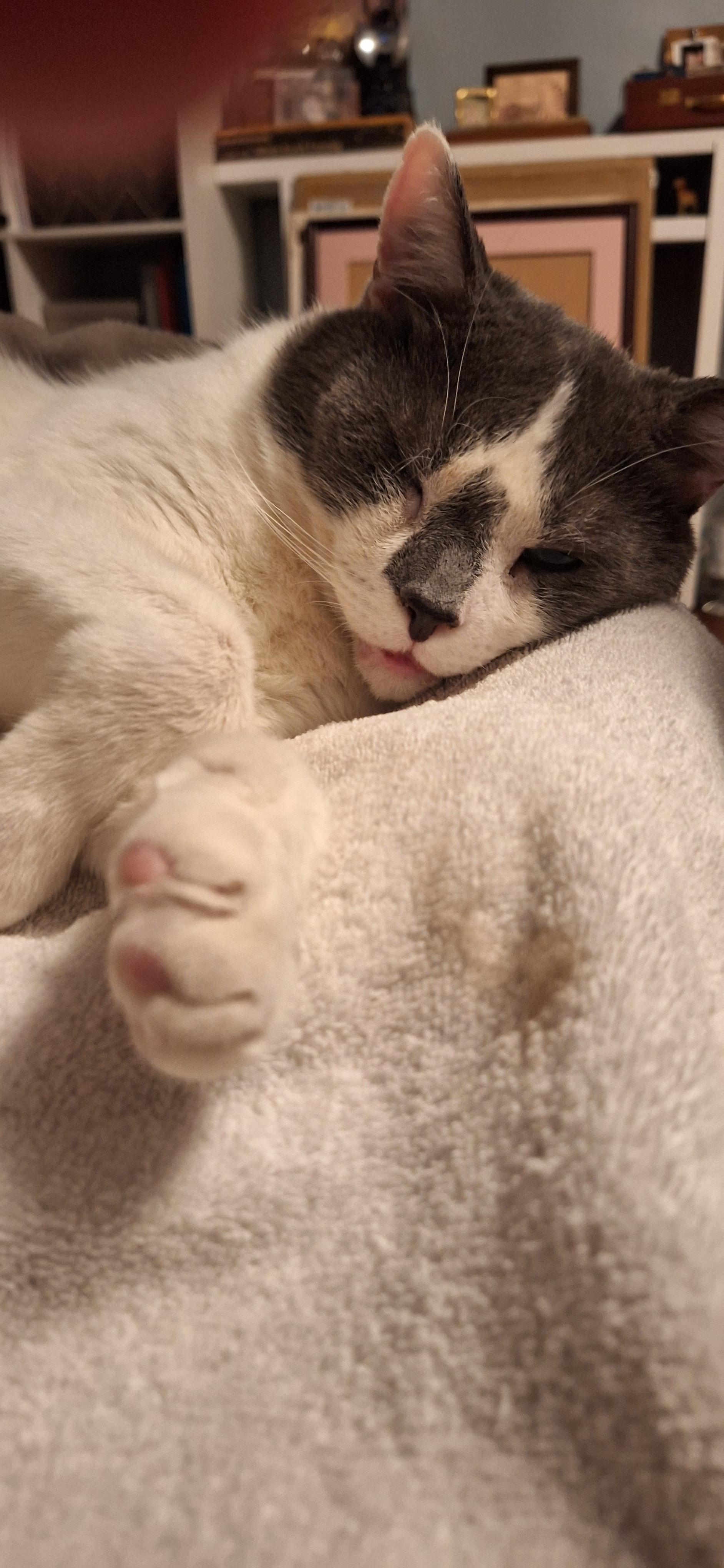 Jefferson, a Adoptable Domestic Short Hair in BUTLER, PA image 3/5