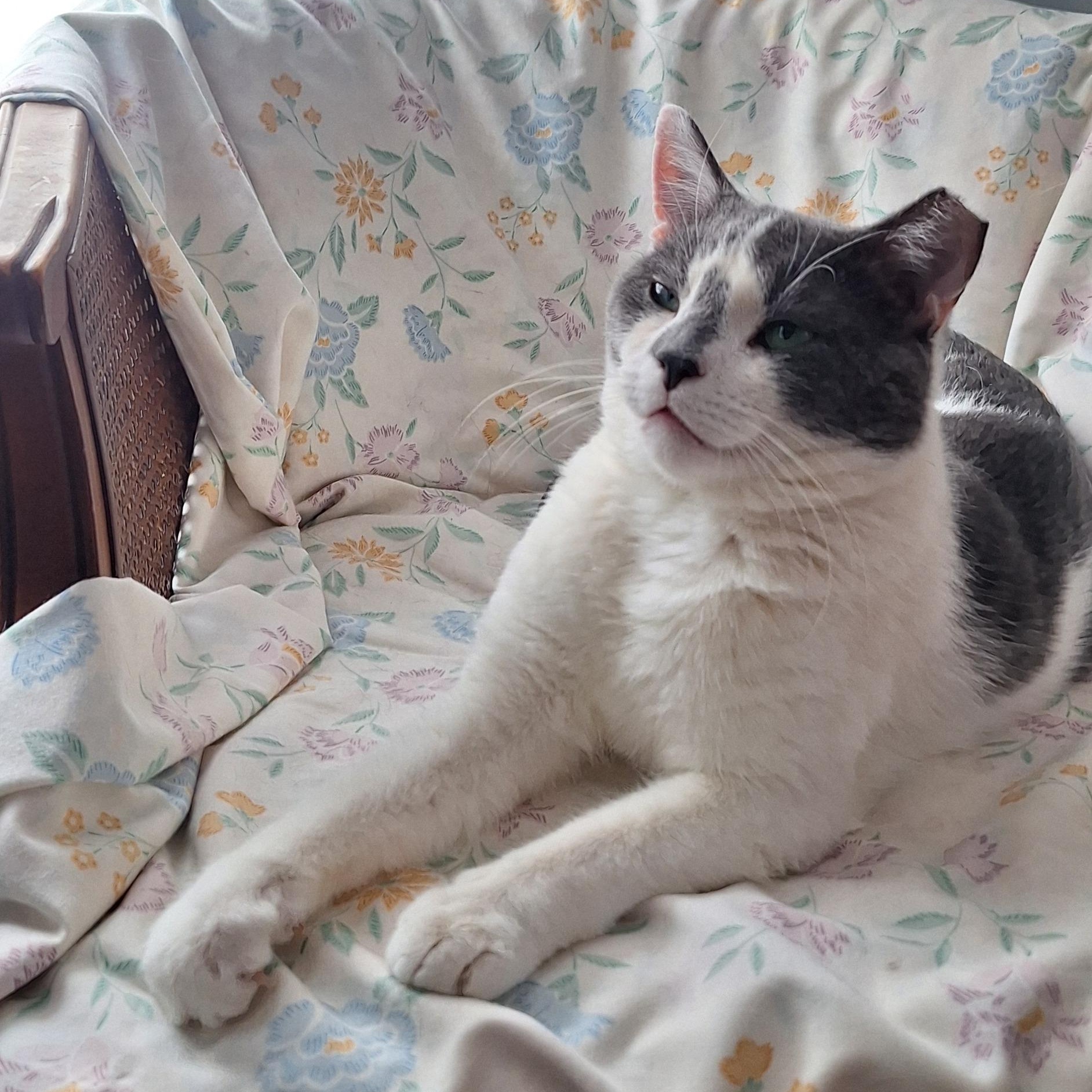 Jefferson, Adoptable, Adult Male Domestic Short Hair.