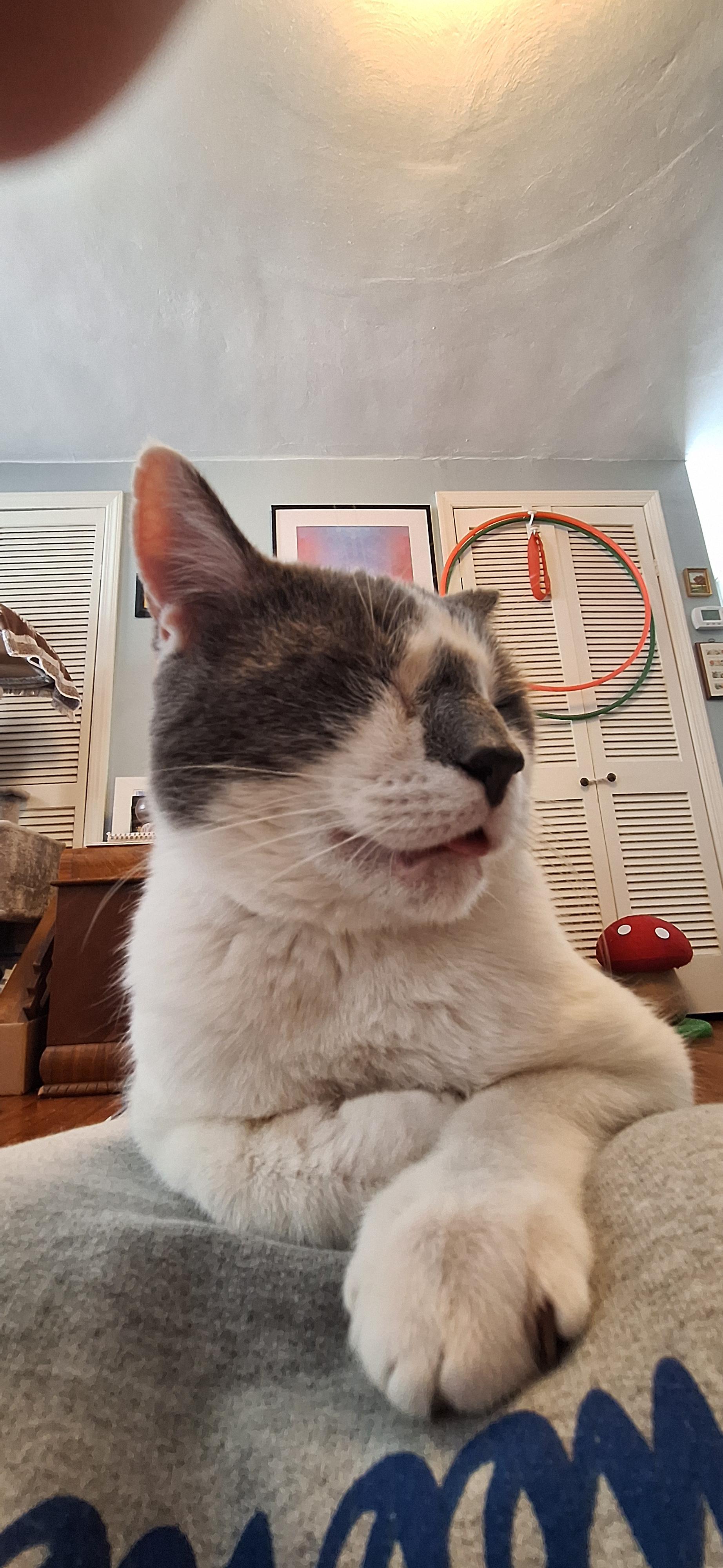 Jefferson, a Adoptable Domestic Short Hair in BUTLER, PA image 4/5