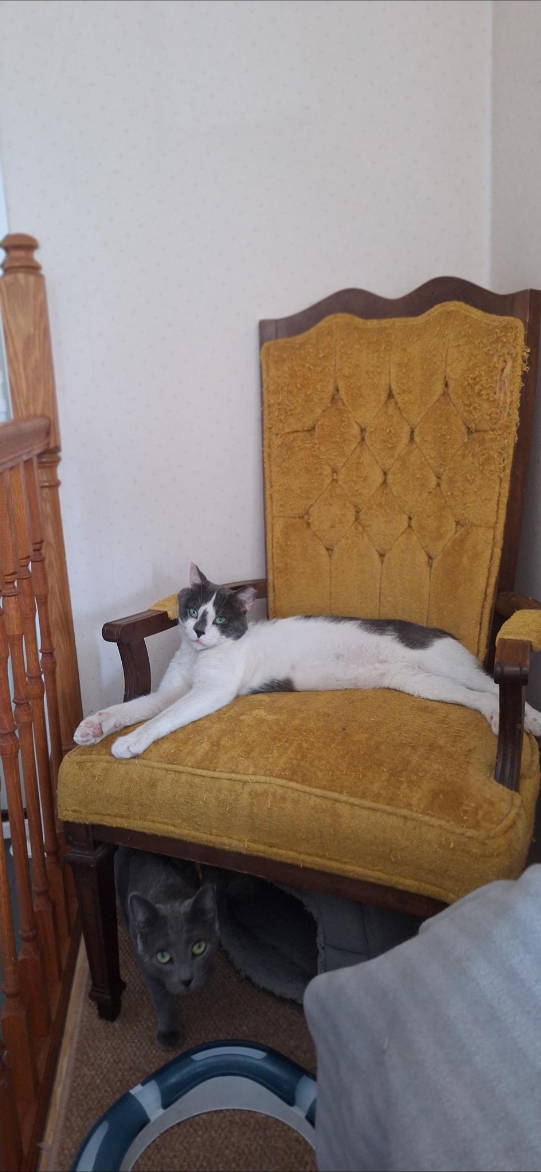 Jefferson, a Adoptable Domestic Short Hair in BUTLER, PA image 5/5