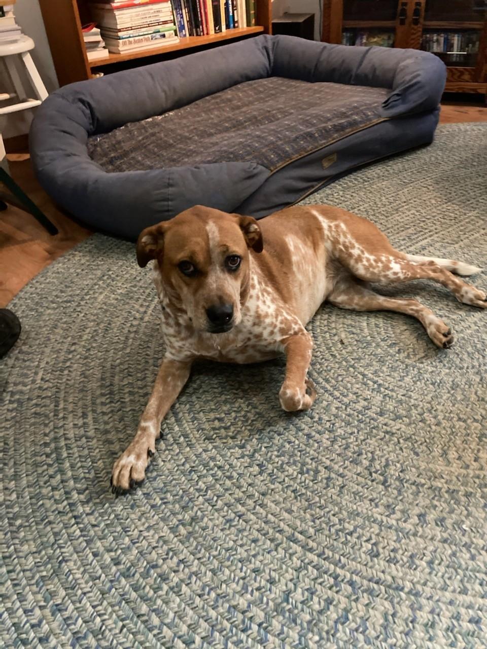 Rue, Adoptable, Young Female Australian Cattle Dog / Blue Heeler.