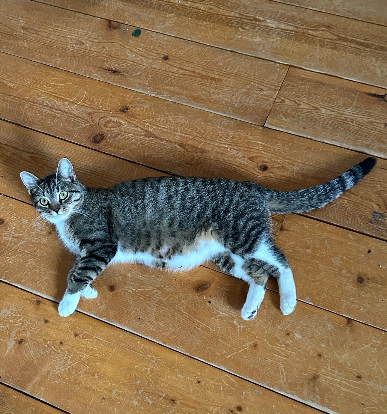 Enlarge Babbitt, a ADOPTABLE Tabby in St. Ansgar, IA image 4/4
