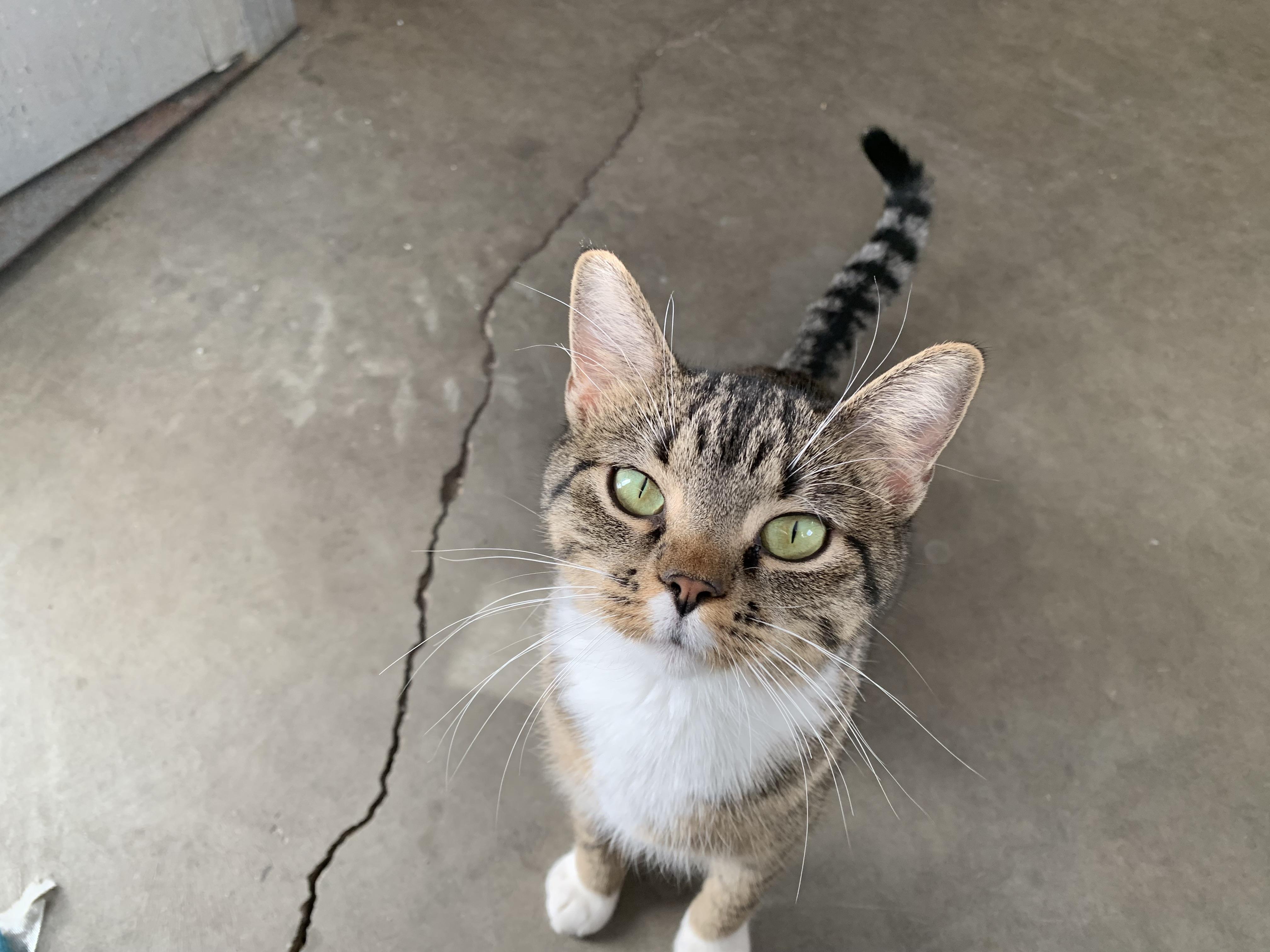 Enlarge Babbitt, a ADOPTABLE Tabby in St. Ansgar, IA image 1/4