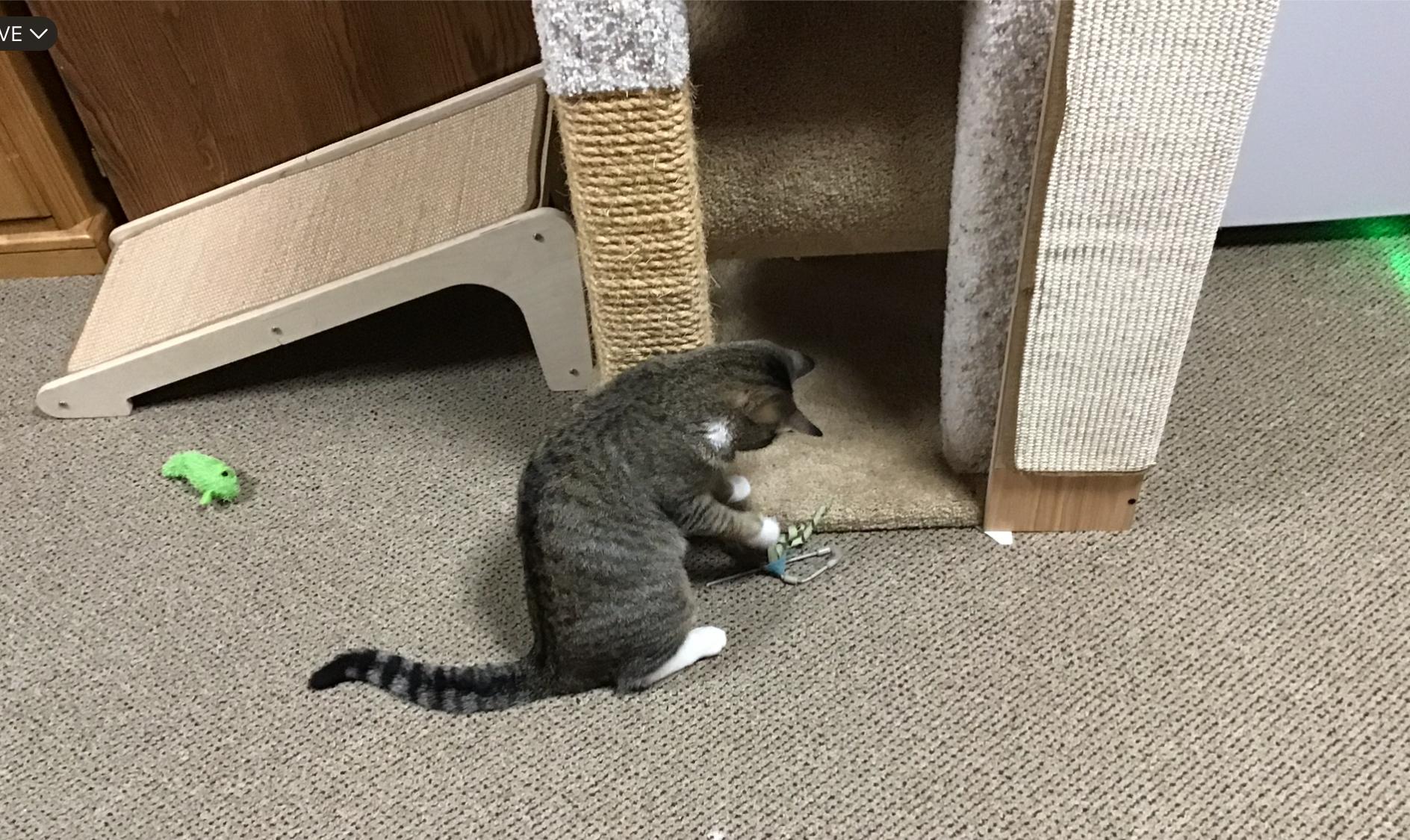 Enlarge Babbitt, an adopted Tabby in St. Ansgar, IA image 4/6