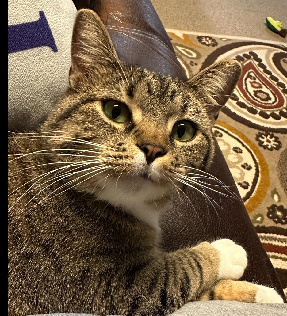 Enlarge Babbitt, an adopted Tabby in St. Ansgar, IA image 6/6