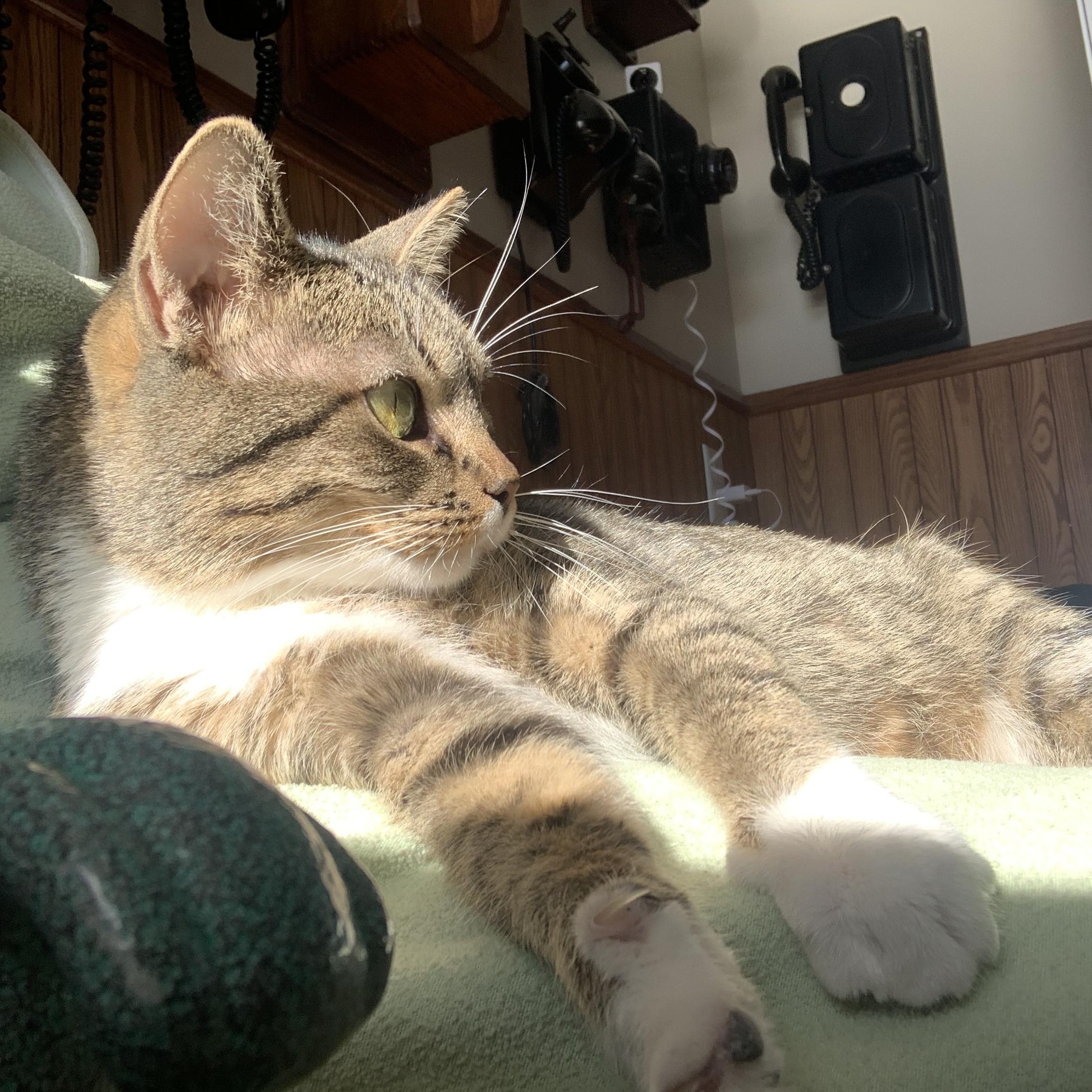 Enlarge Babbitt, a ADOPTABLE Tabby in St. Ansgar, IA image 3/4