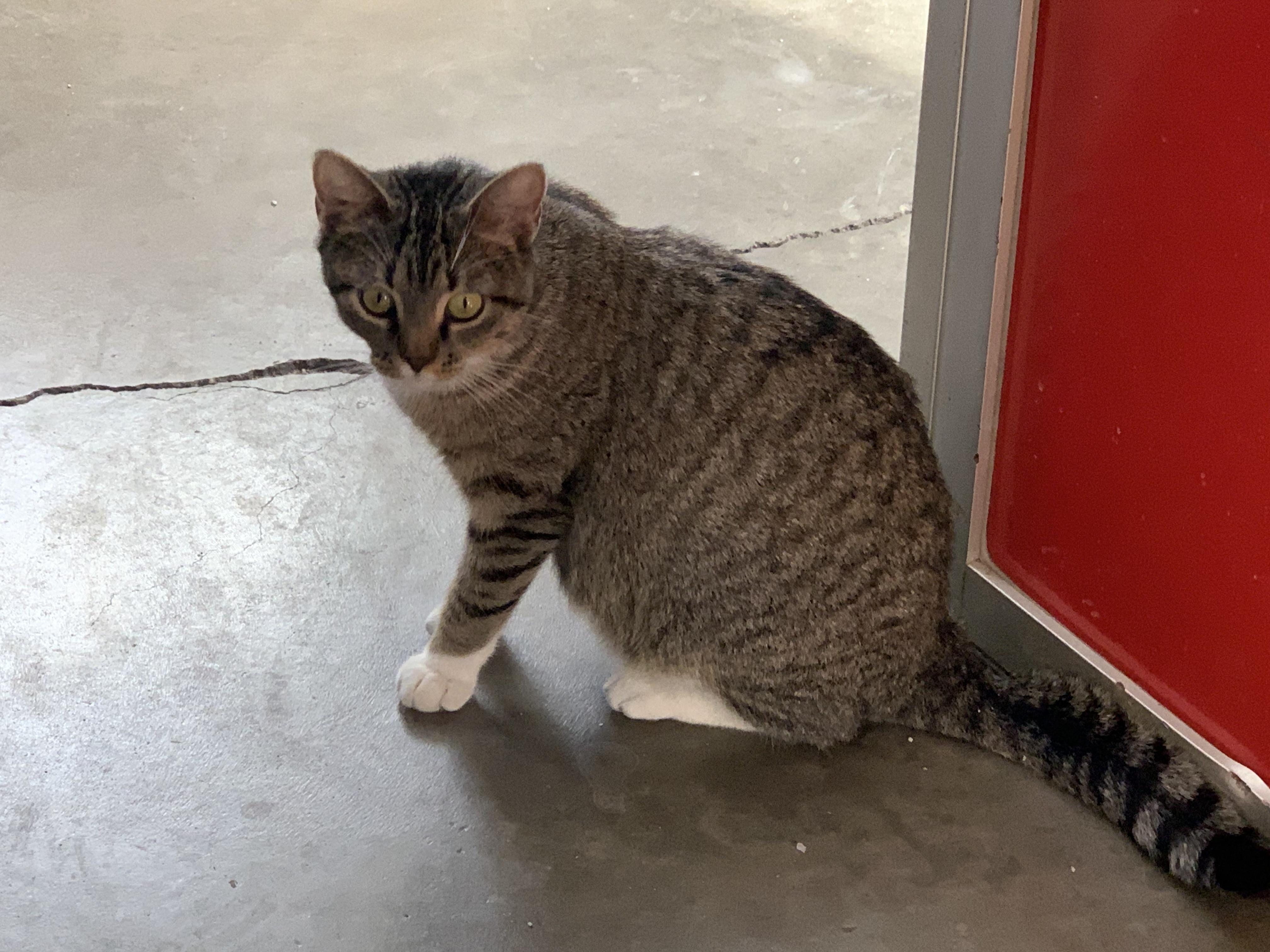 Enlarge Babbitt, a ADOPTABLE Tabby in St. Ansgar, IA image 2/4