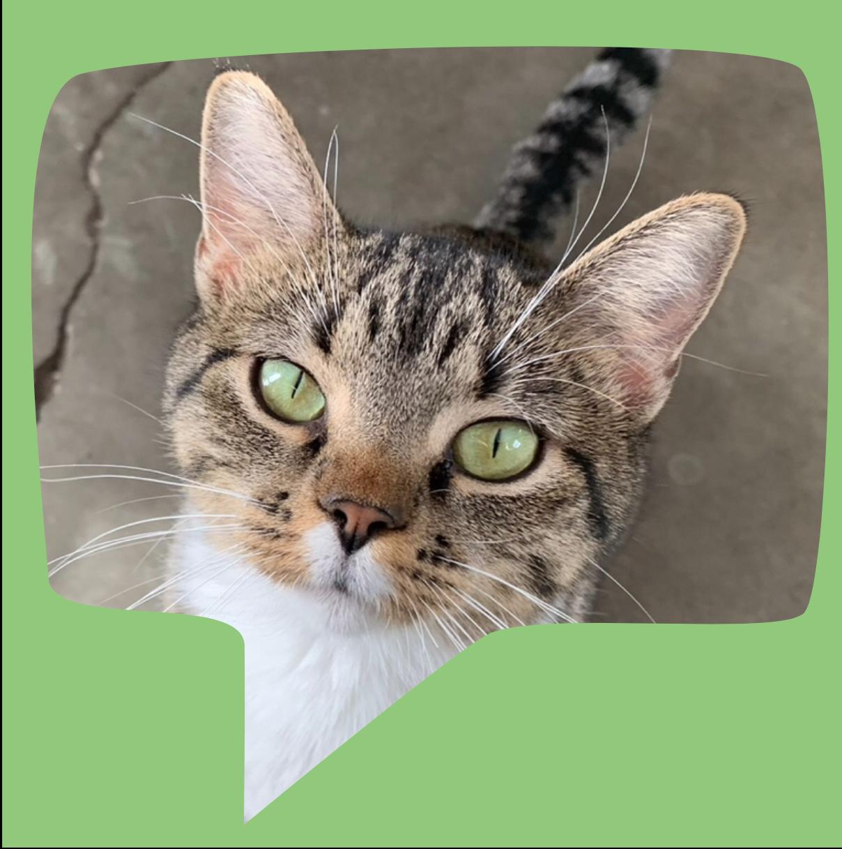 Enlarge Babbitt, an adopted Tabby in St. Ansgar, IA image 1/6