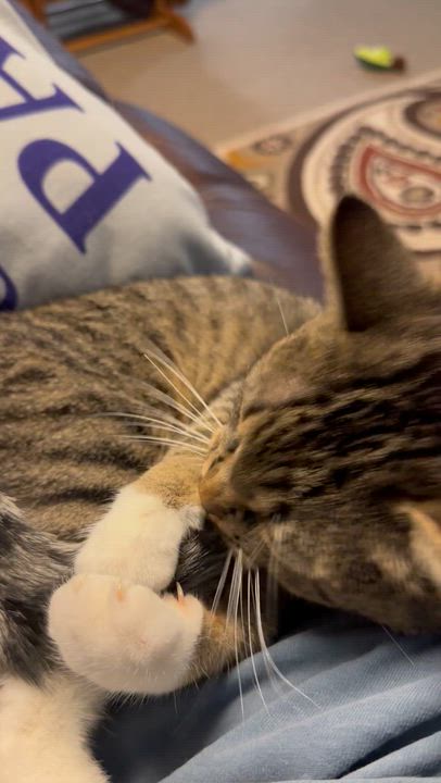 Enlarge Babbitt, an adopted Tabby in St. Ansgar, IA video 5/6