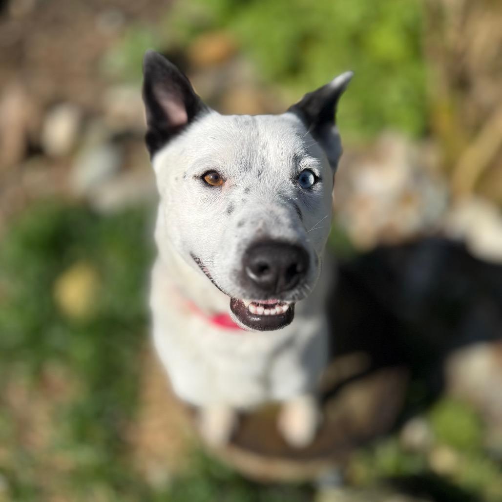 Yukon, Adoptable, Adult Male Cattle Dog.