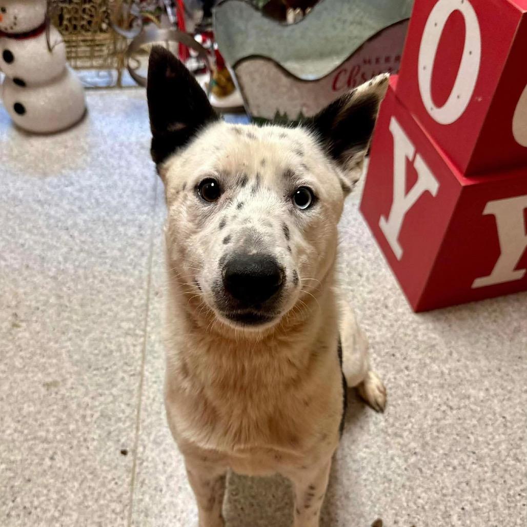 Enlarge Yukon, a Adoptable Australian Cattle Dog / Blue Heeler in Bellingham, WA image 1/2