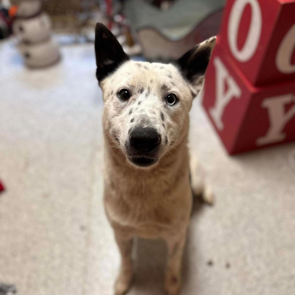 Enlarge Yukon, a Adoptable Australian Cattle Dog / Blue Heeler in Bellingham, WA image 2/2