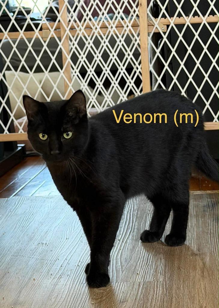 Enlarge Venom, a Adoptable Domestic Short Hair in Cloquet, MN image 1/1