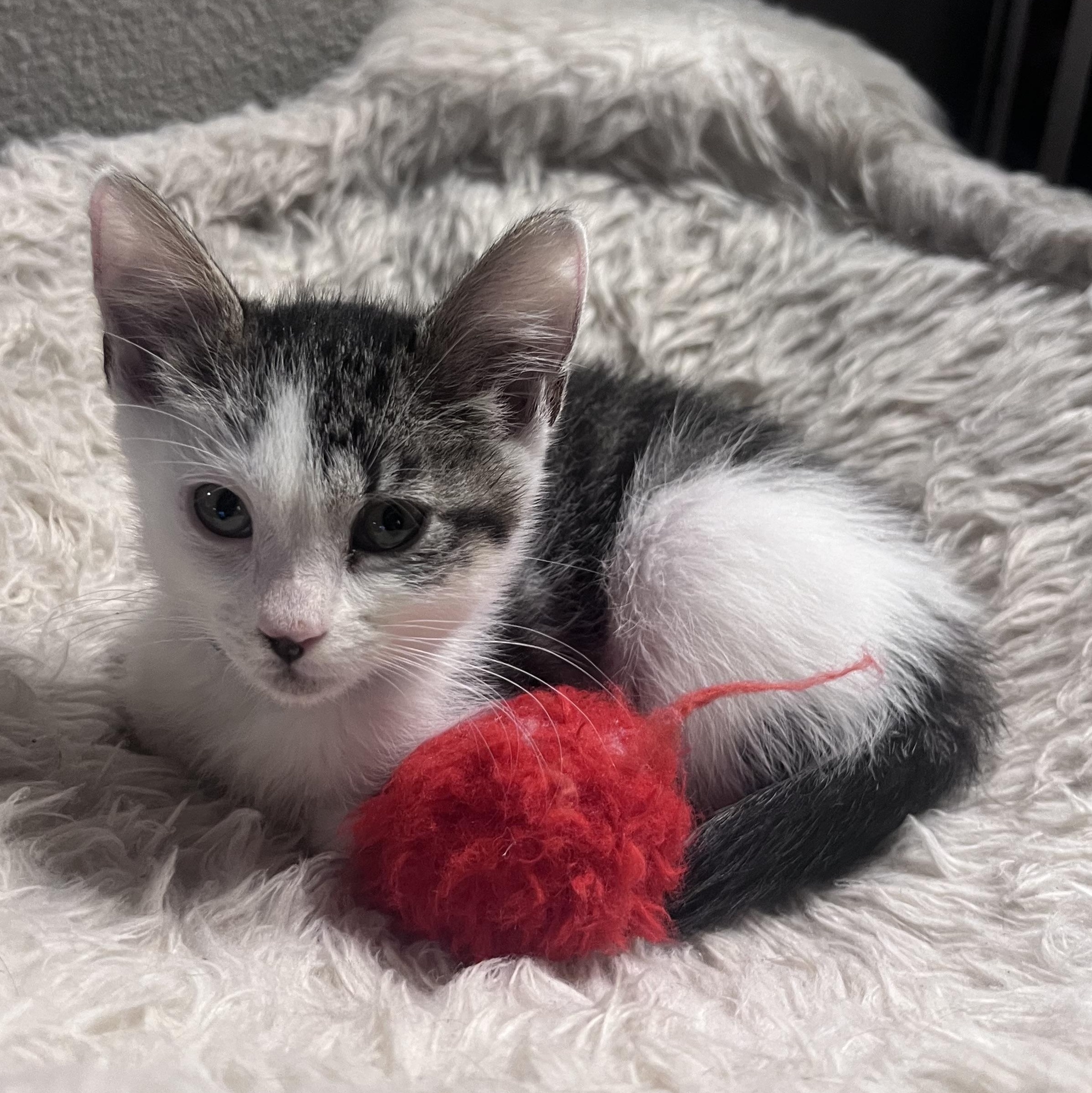 Enlarge Susan, a ADOPTABLE Domestic Short Hair in Pasco, WA image 3/5