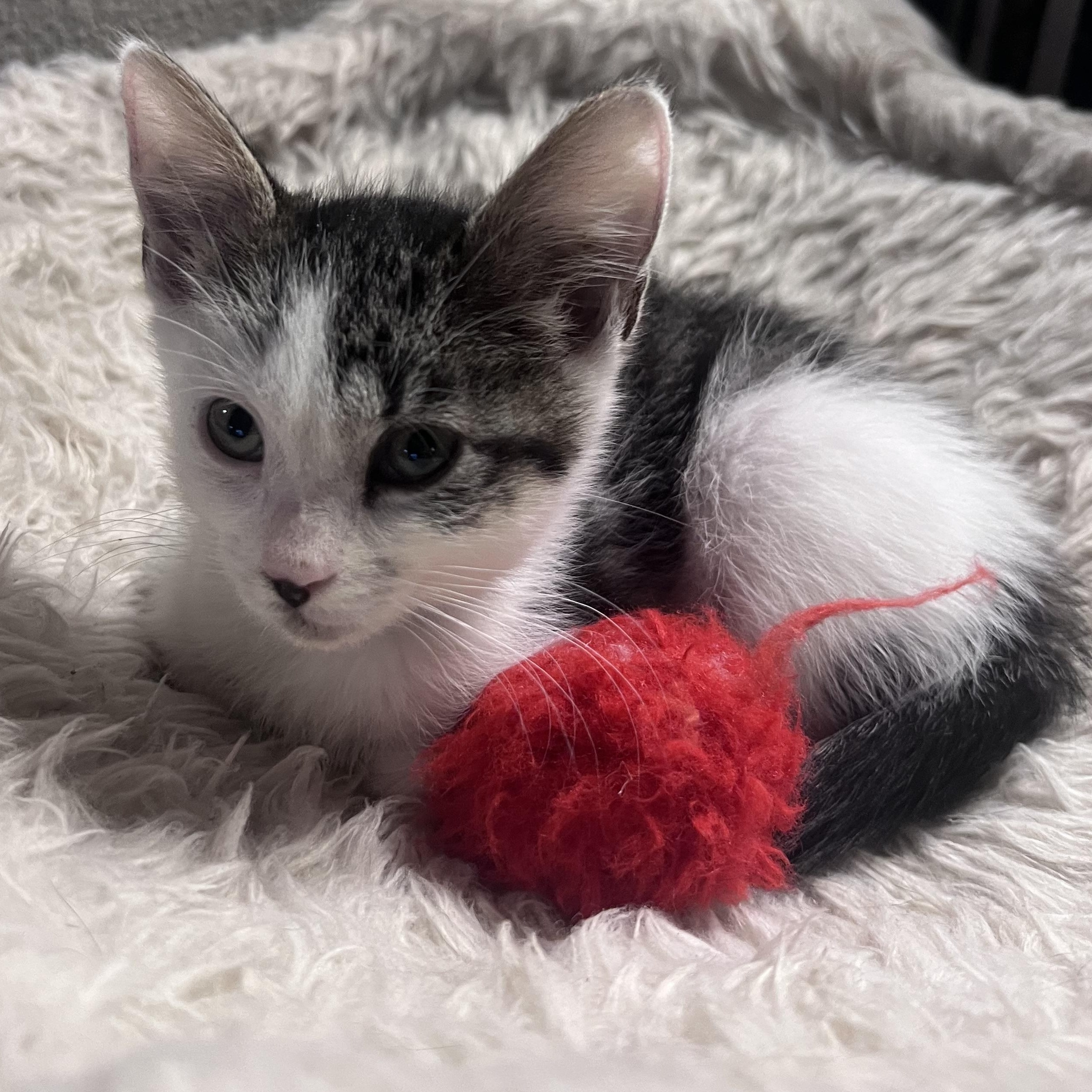 Enlarge Susan, a ADOPTABLE Domestic Short Hair in Pasco, WA image 2/5