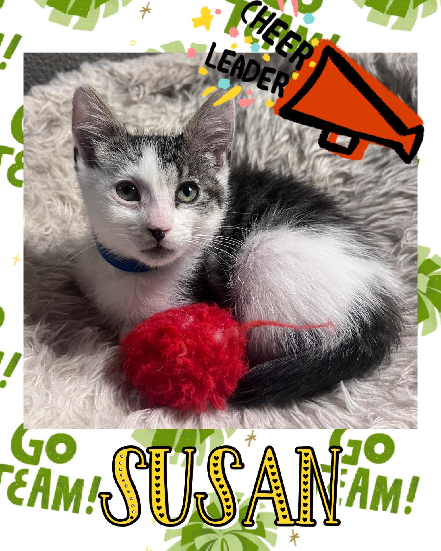 Enlarge Susan, a ADOPTABLE Domestic Short Hair in Pasco, WA image 1/5