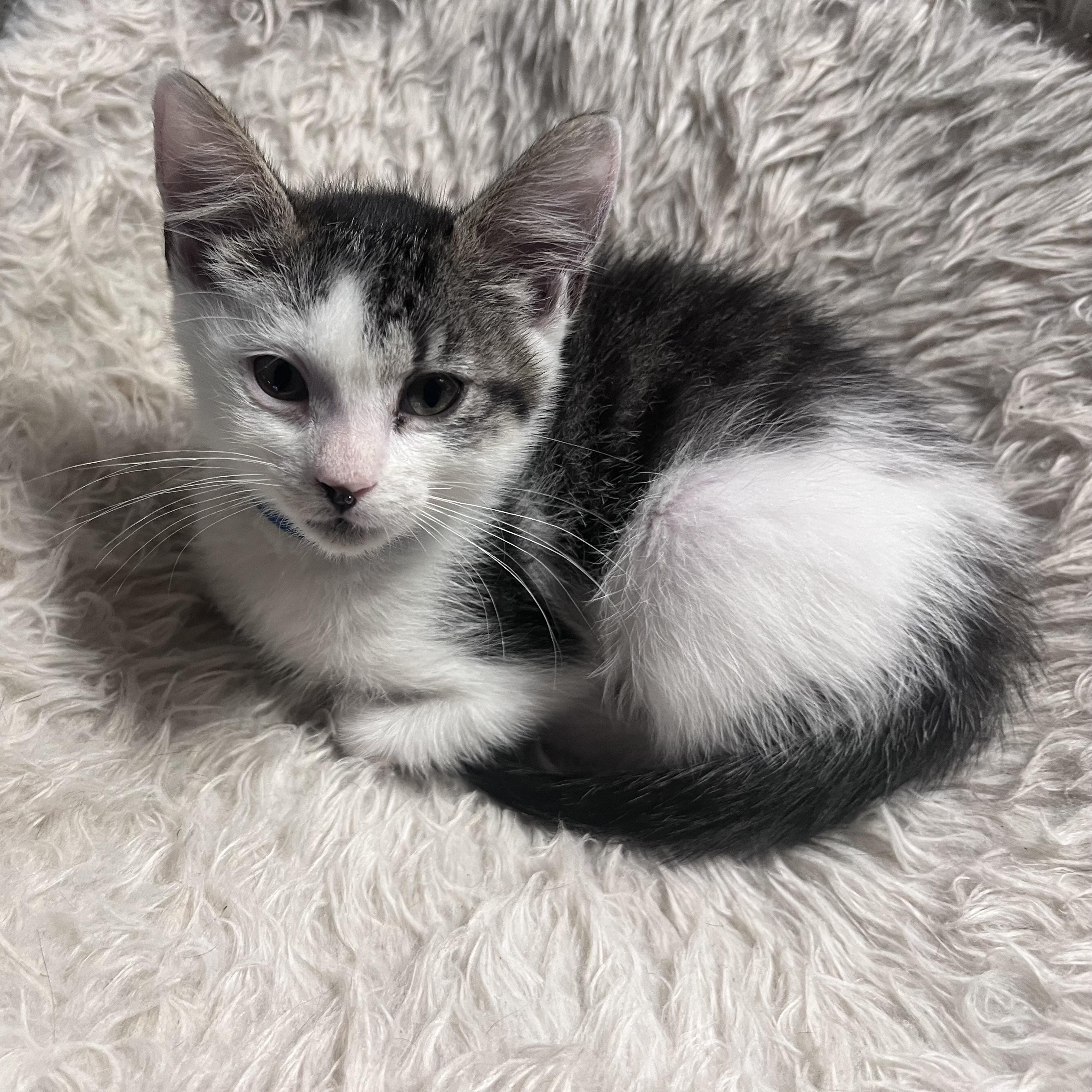 Enlarge Susan, a ADOPTABLE Domestic Short Hair in Pasco, WA image 4/5