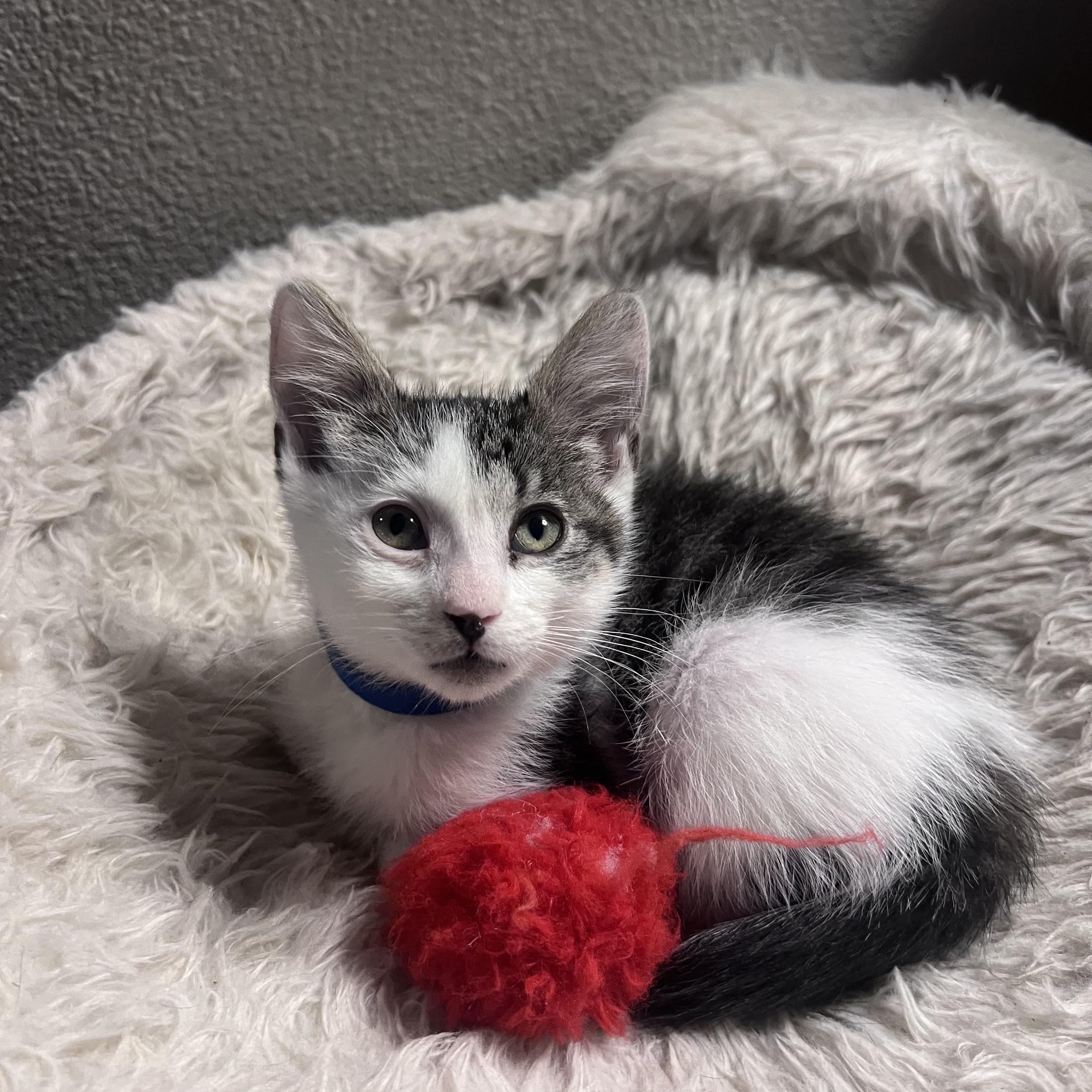 Enlarge Susan, a ADOPTABLE Domestic Short Hair in Pasco, WA image 5/5