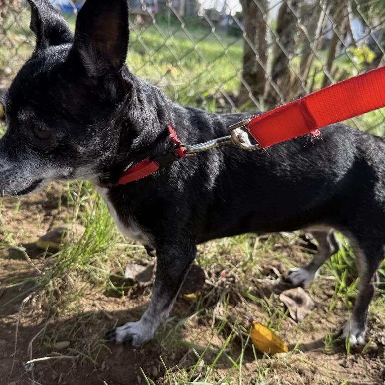 Pretty Girl, Adoptable, Senior Female Chihuahua.