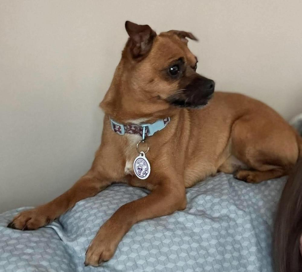 Enlarge Piggy, a Adoptable mixed breed in Alden, NY image 1/4