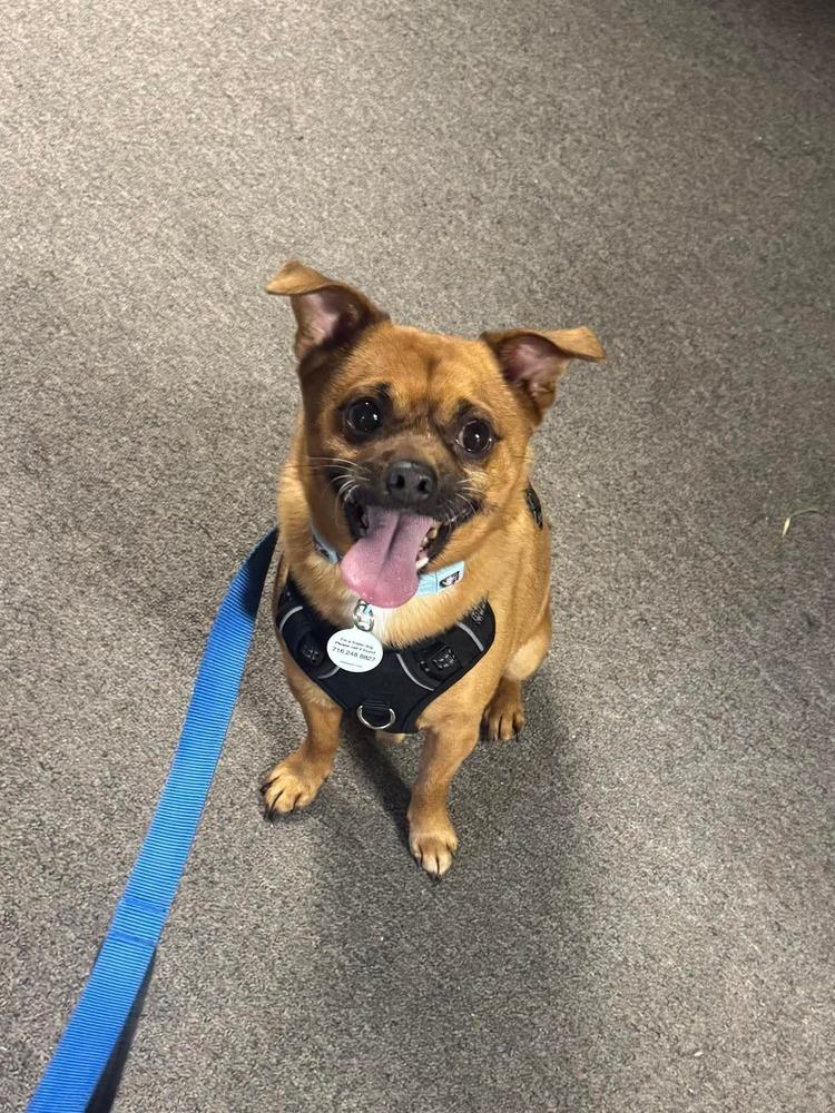 Enlarge Piggy, a Adoptable mixed breed in Alden, NY image 1/3