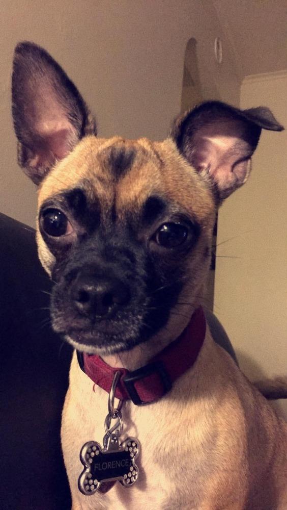Enlarge Piggy, a Adoptable mixed breed in Alden, NY image 3/4