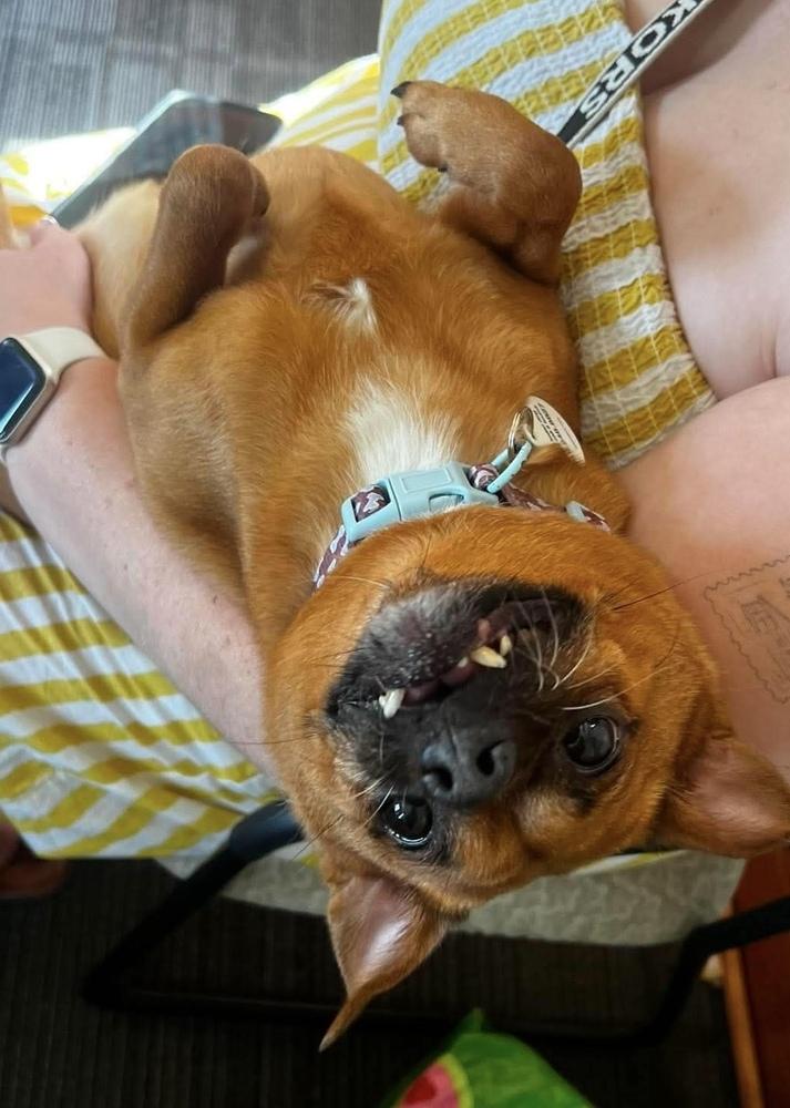 Enlarge Piggy, a Adoptable mixed breed in Alden, NY image 3/3