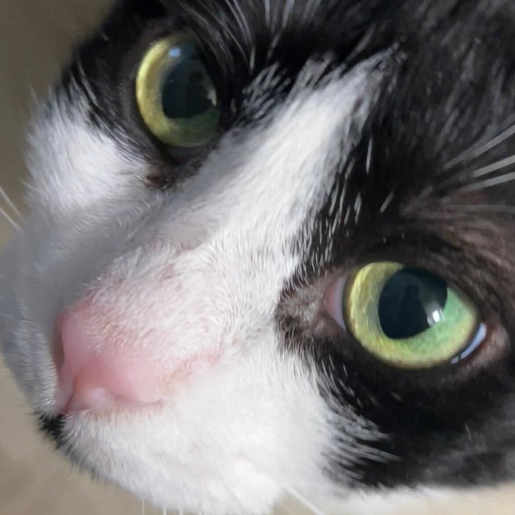 Enlarge Kitty Scott Clause, a Adoptable Domestic Medium Hair in Howard beach, NY image 1/5