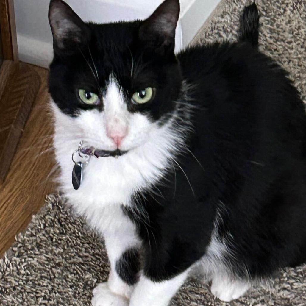 Enlarge Kitty Scott Clause, a Adoptable Domestic Medium Hair in Howard beach, NY image 2/5