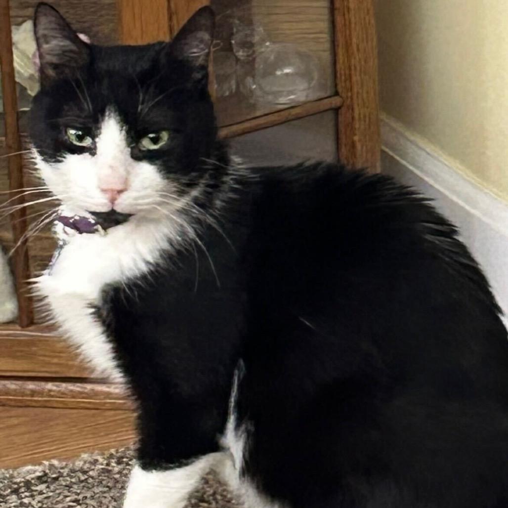 Enlarge Kitty Scott Clause, a Adoptable Domestic Medium Hair in Howard beach, NY image 3/5