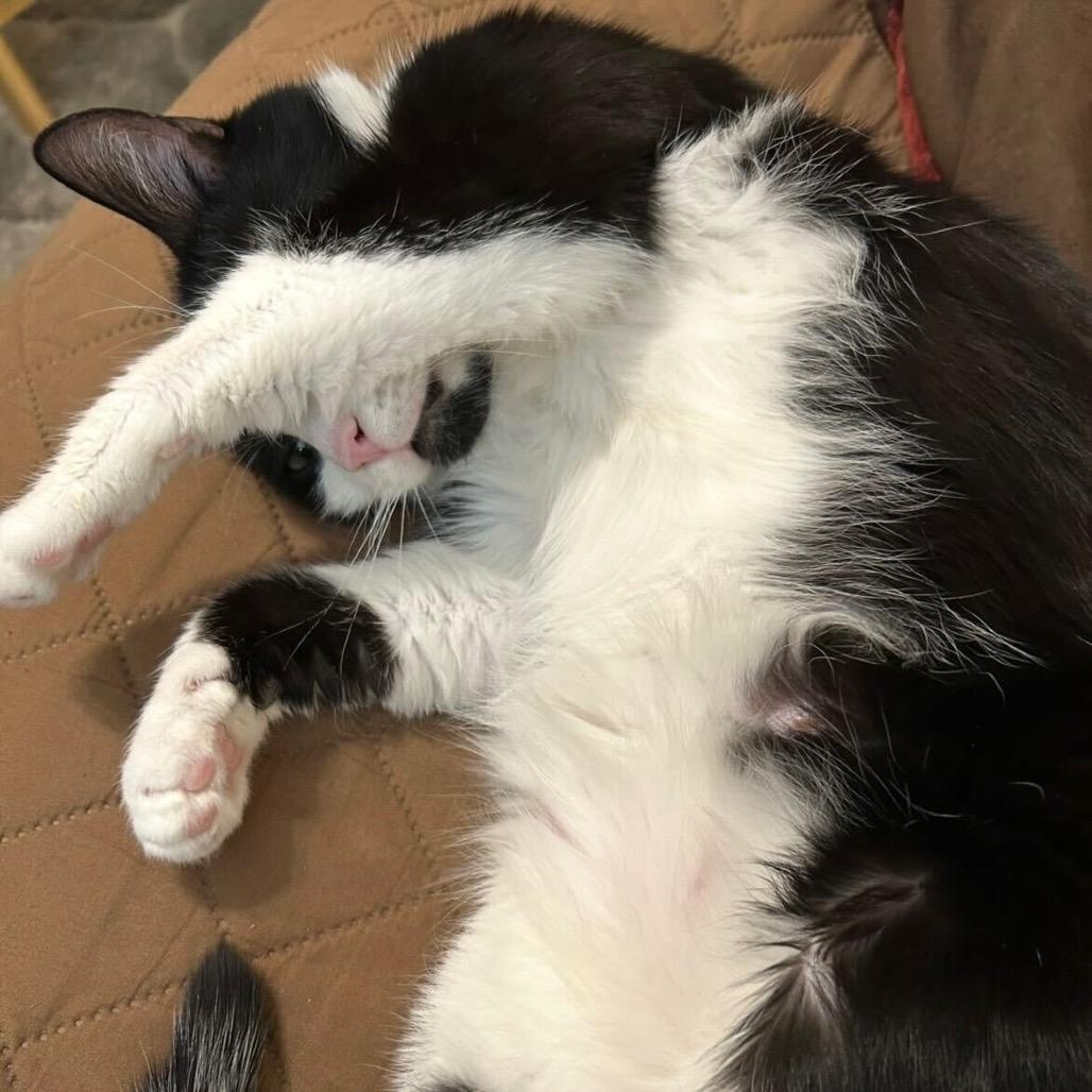 Enlarge Kitty Scott Clause, a Adoptable Domestic Medium Hair in Howard beach, NY image 4/5