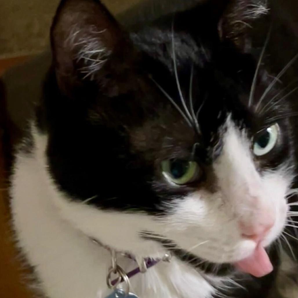 Enlarge Kitty Scott Clause, a Adoptable Domestic Medium Hair in Howard beach, NY image 5/5