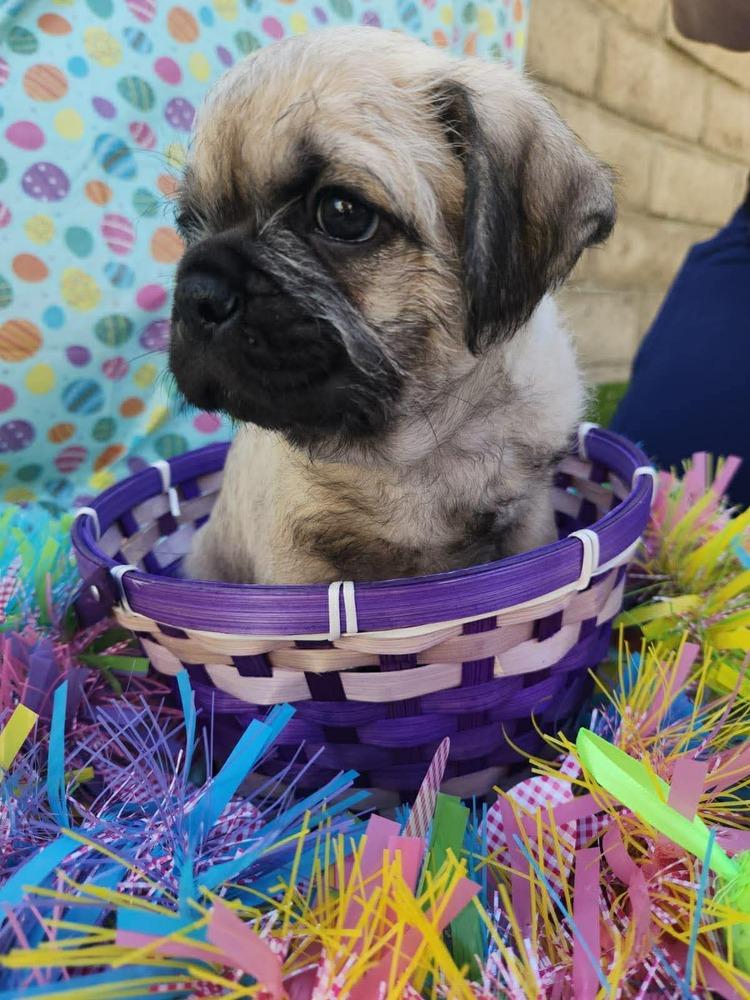Matterhorn, Adoptable, Puppy Male Pug & French Bulldog.