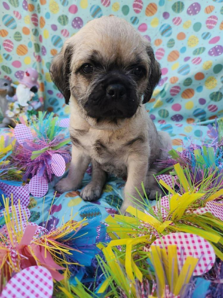 Enlarge Matterhorn, a Adoptable mixed breed in Mission Viejo, CA image 2/5