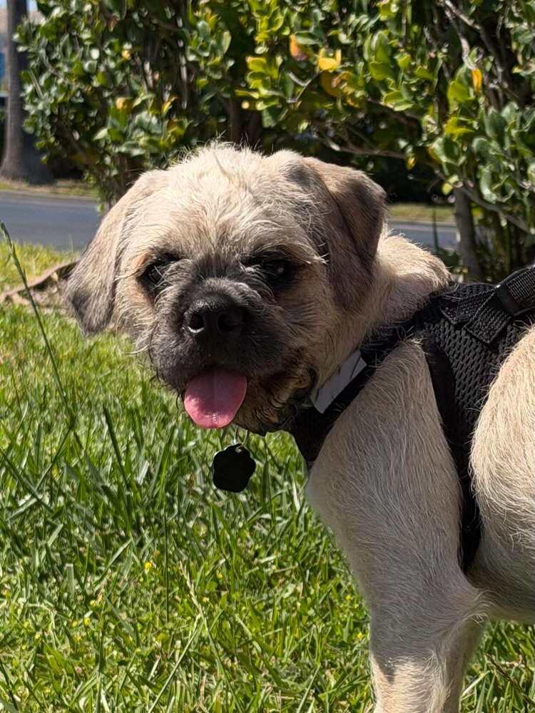 Matterhorn, a Adoptable mixed breed in Mission Viejo, CA image 3/5