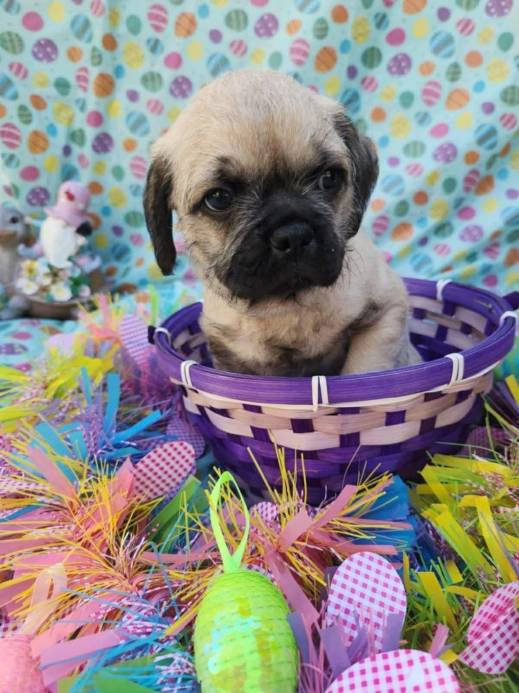 Enlarge Matterhorn, a Adoptable mixed breed in Mission Viejo, CA image 3/5