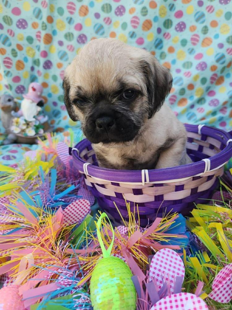 Enlarge Matterhorn, a Adoptable mixed breed in Mission Viejo, CA image 4/5