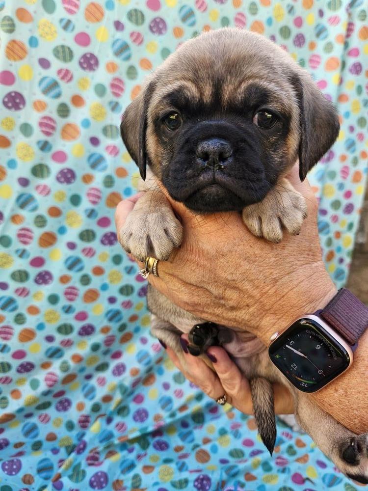 Enlarge Matterhorn, a Adoptable mixed breed in Mission Viejo, CA image 5/5