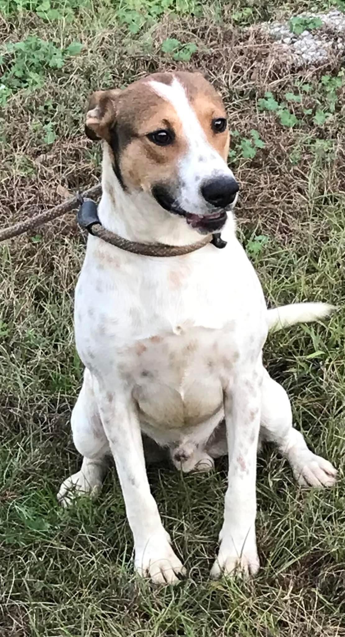 Enlarge Spiff, a Adoptable mixed breed in Bruce, MS image 1/1
