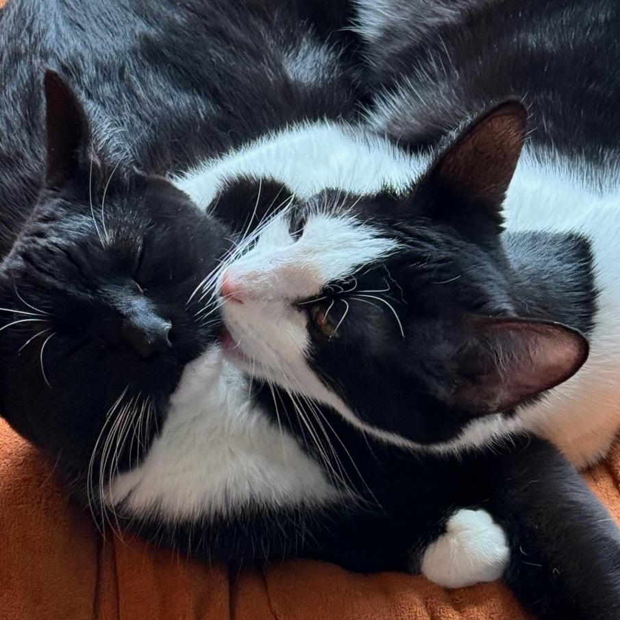 Loki, Adoptable, Adult Male Domestic Short Hair.