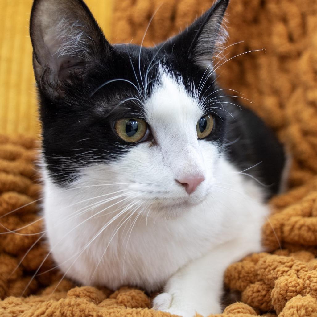 Loki, Adoptable, Adult Male Domestic Short Hair.