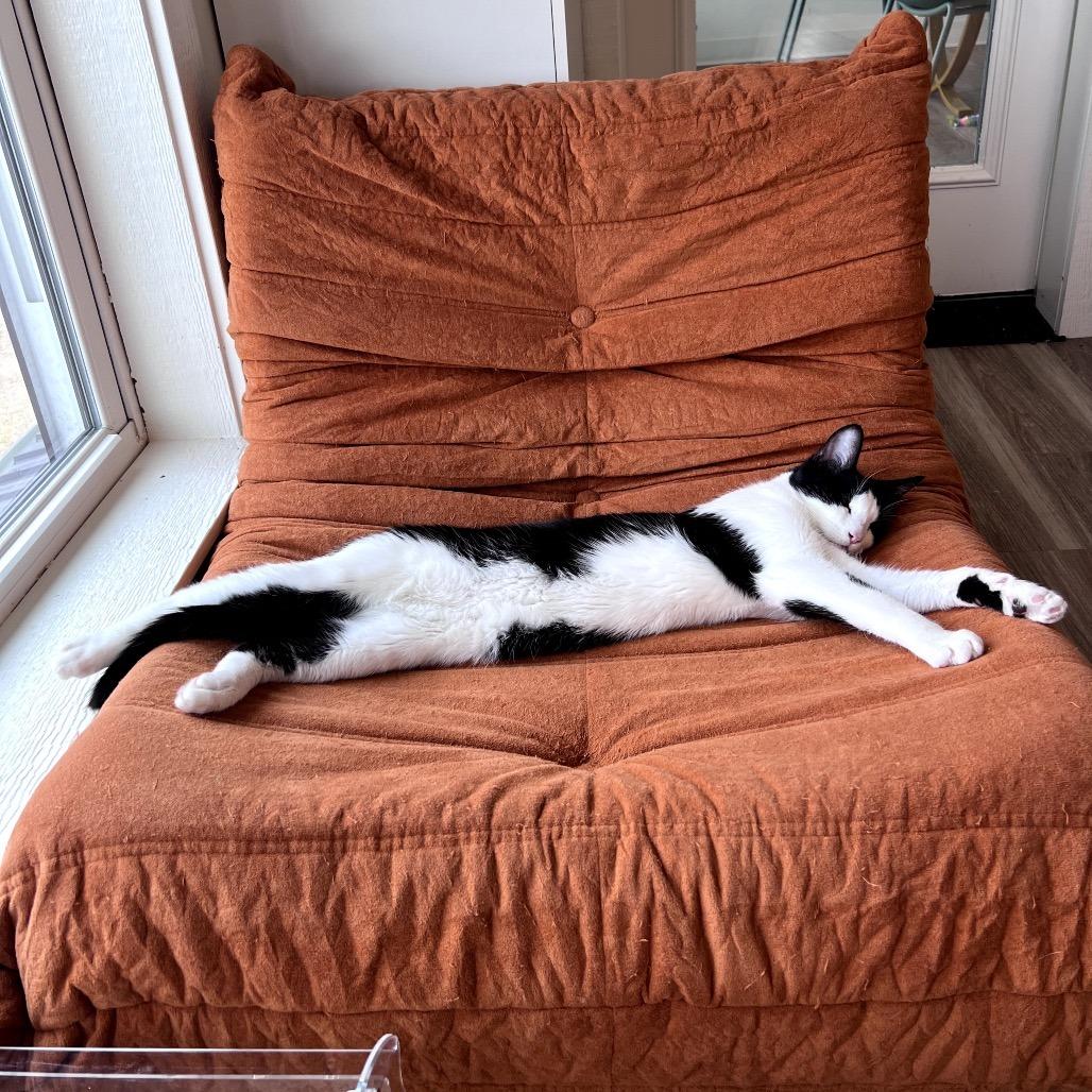 Loki, a Adoptable Domestic Short Hair in Chapel Hill, NC image 3/4