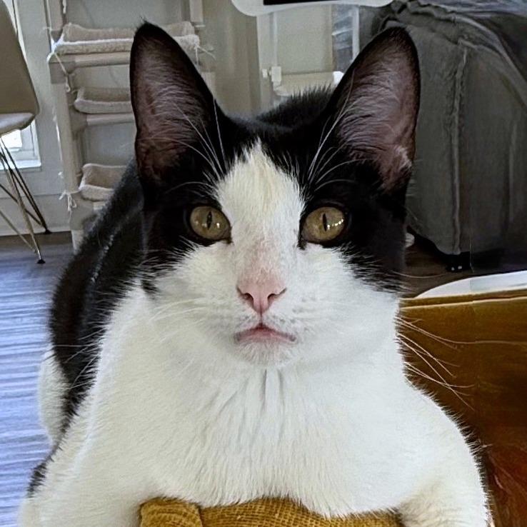Loki, a Adoptable Domestic Short Hair in Chapel Hill, NC image 4/4