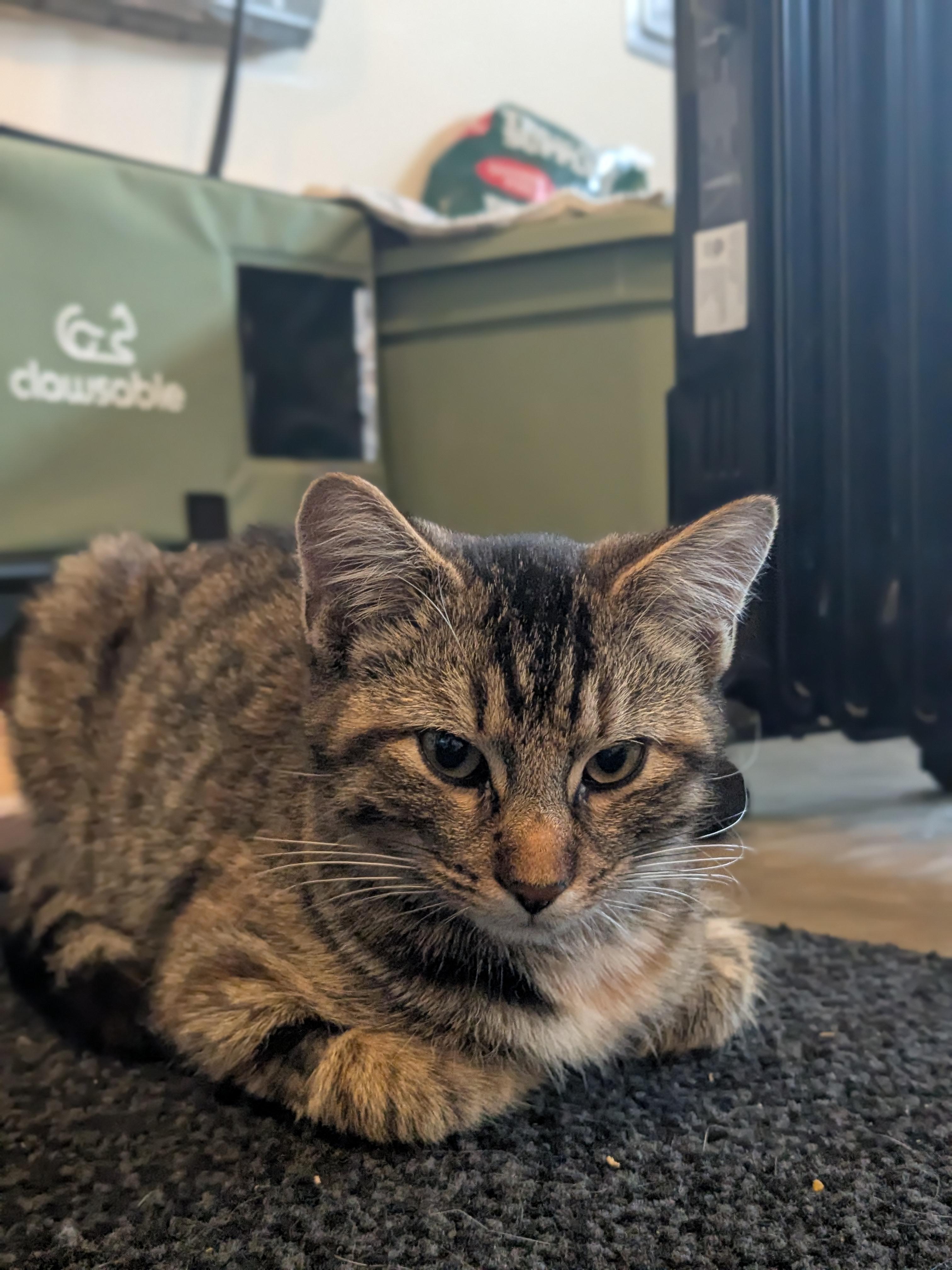 Charlee, adopted, Kitten Female Domestic Short Hair.