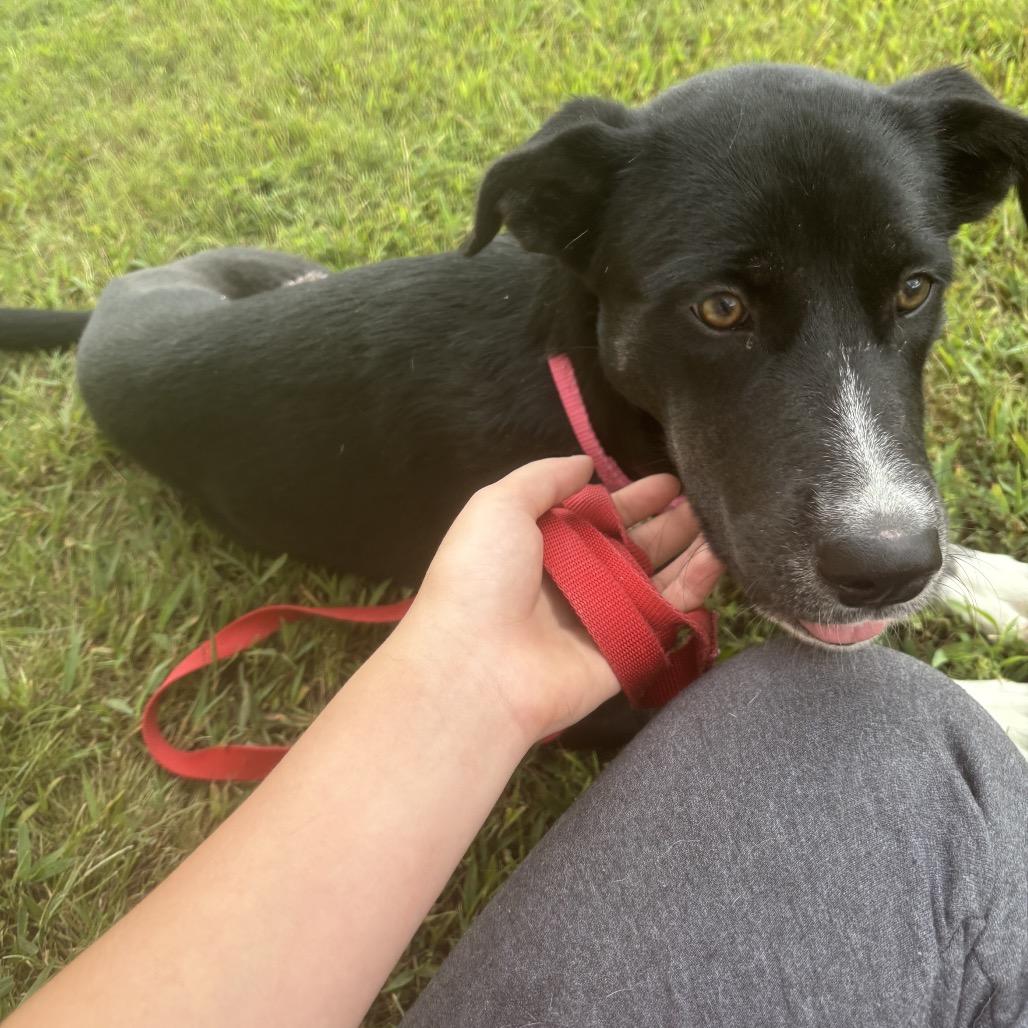 Enlarge Roo, a Adoptable Mixed Breed in Fredericksburg, VA image 1/3