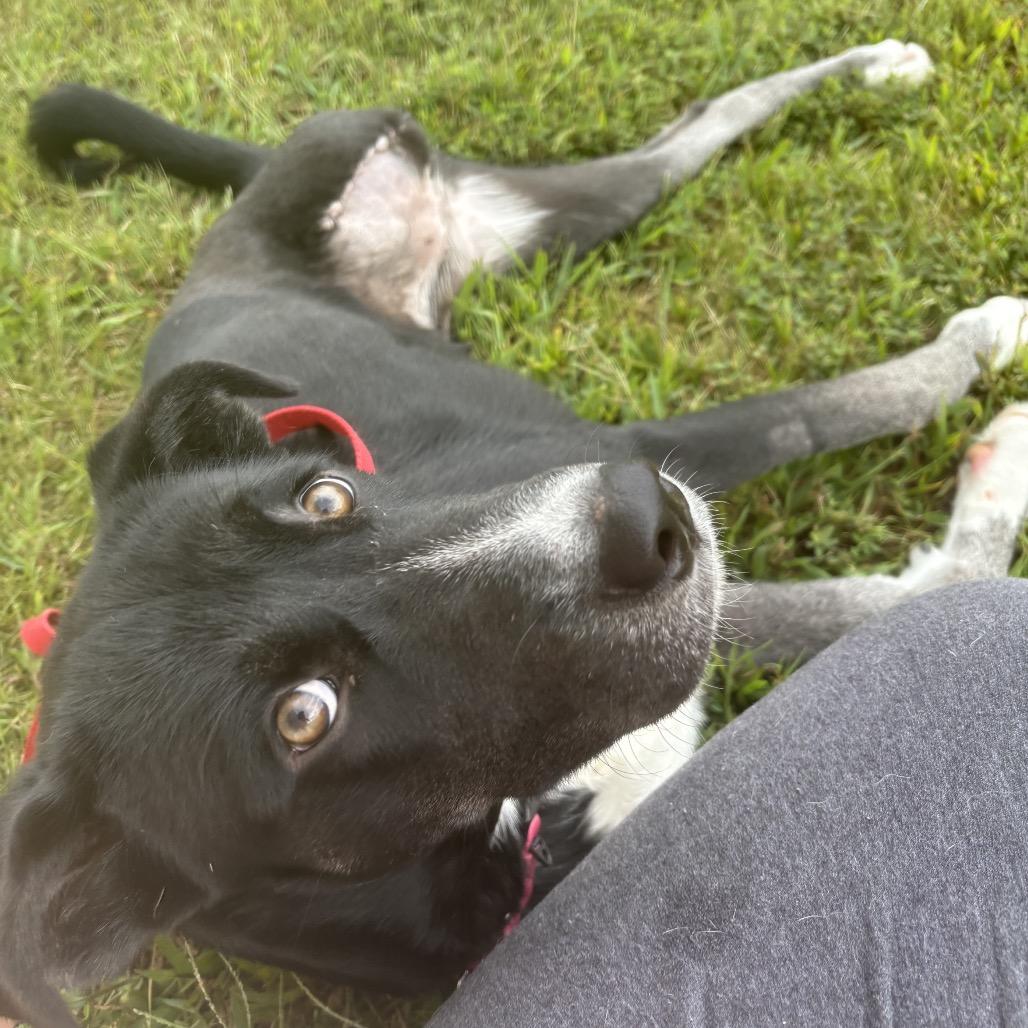 Enlarge Roo, a Adoptable Mixed Breed in Fredericksburg, VA image 2/3